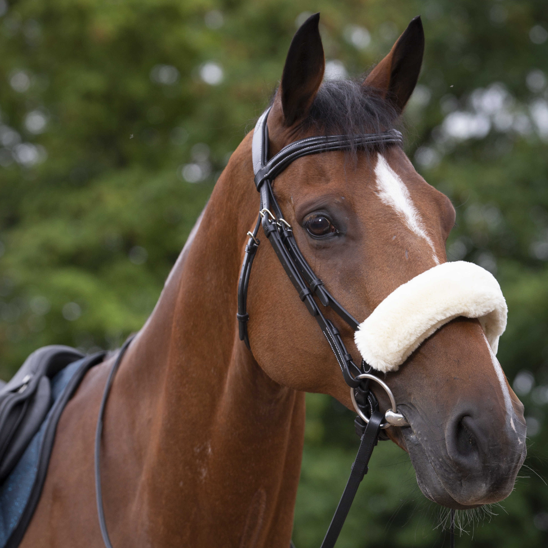 Fourreau muserolle Teddy Equithème