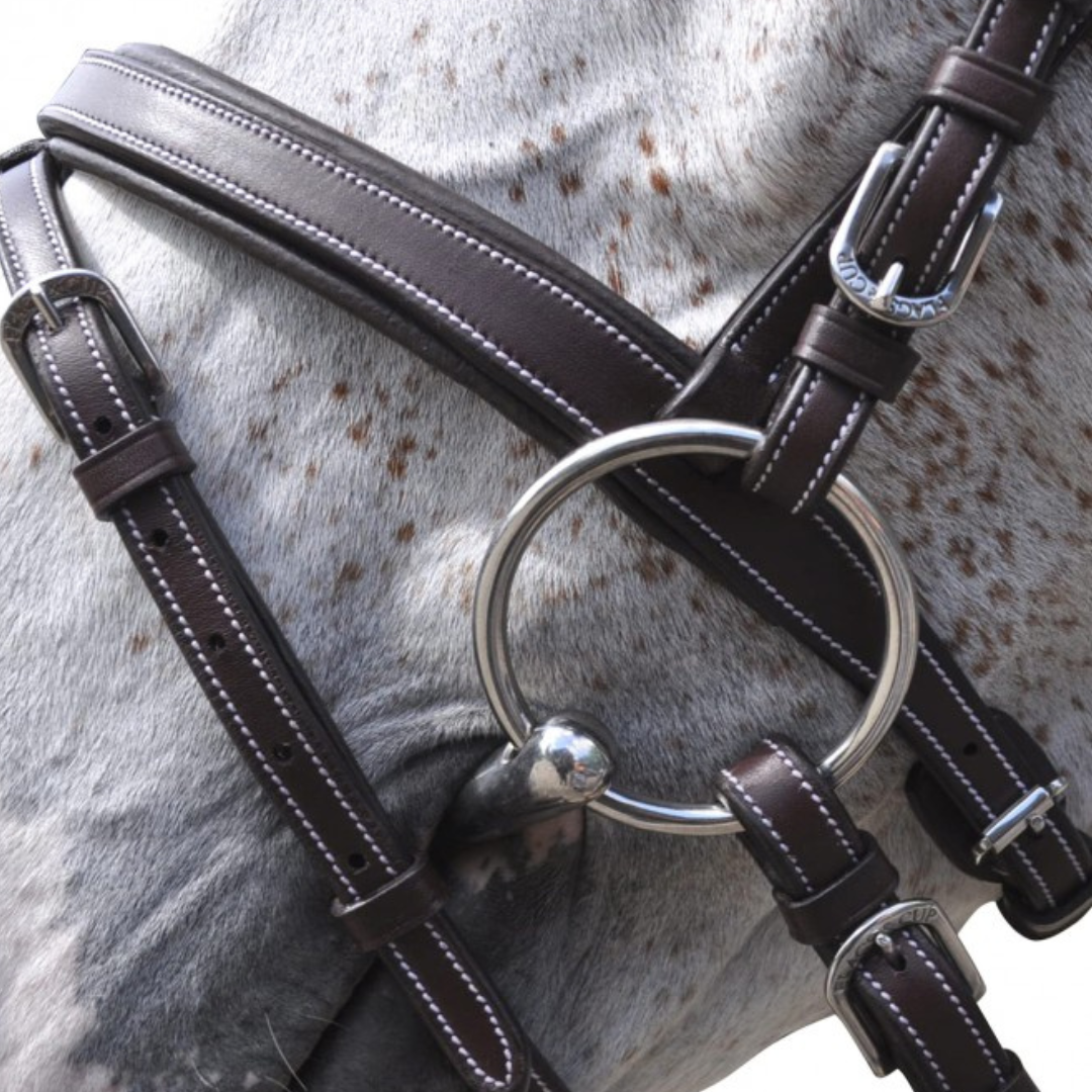 Bridon + rênes Goteborg Flags & Cup