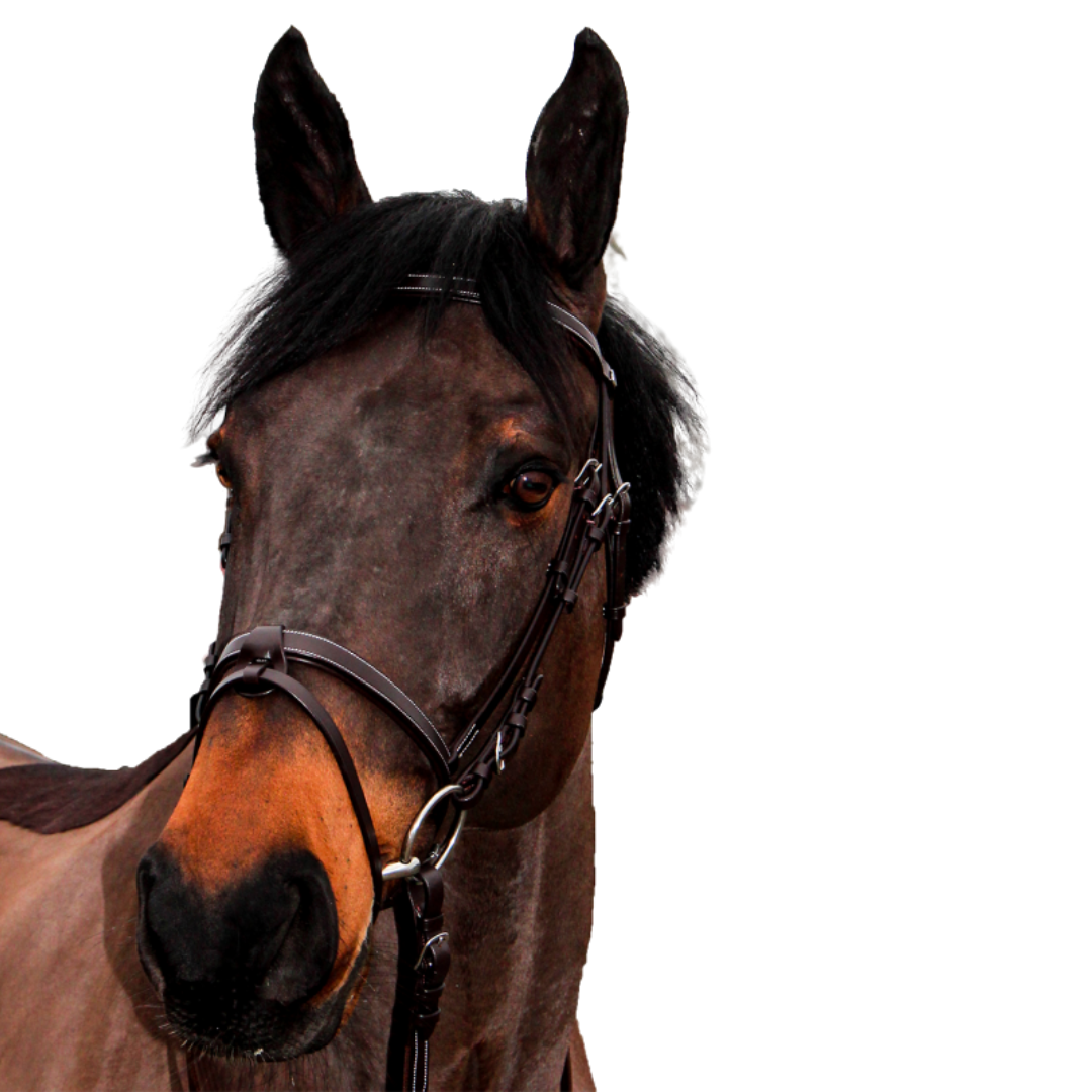 Bridon + rênes Club Canter