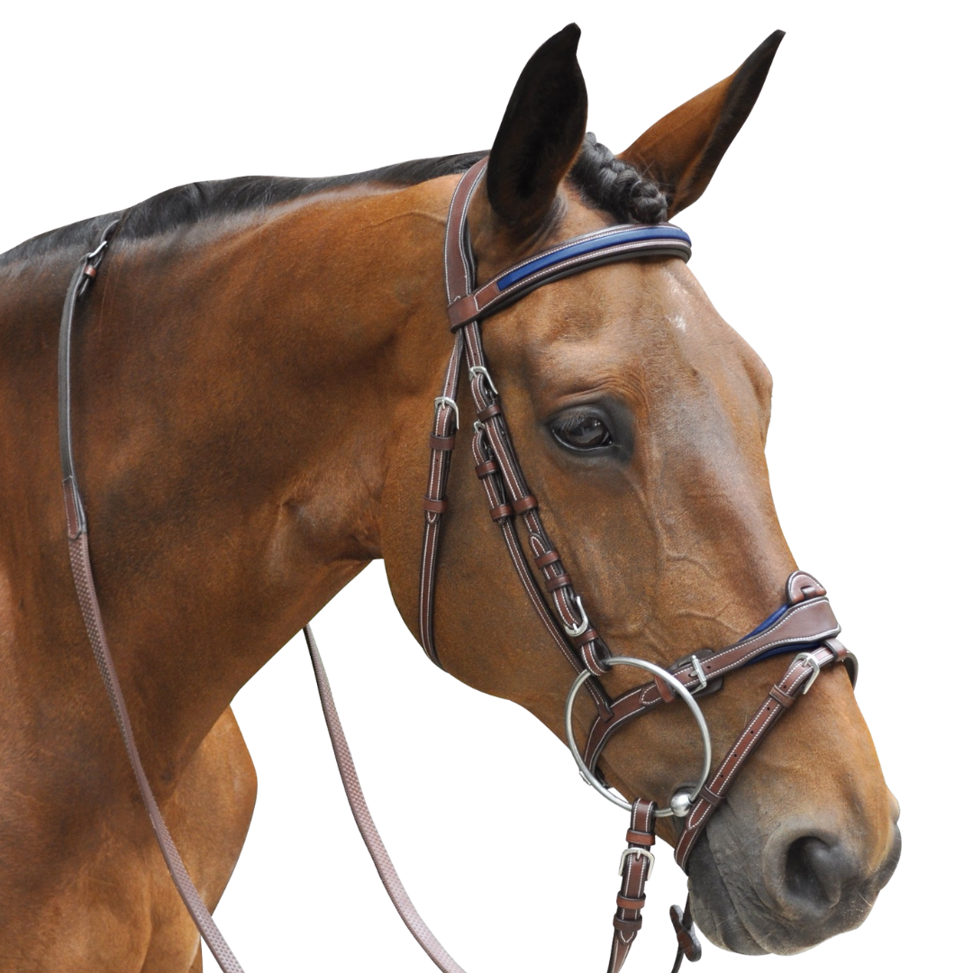 Bridon + rênes Paris Flags & Cup