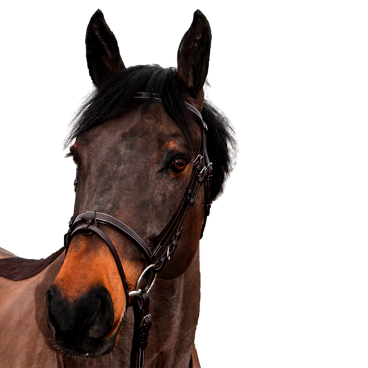 Bridon + rênes Club Canter